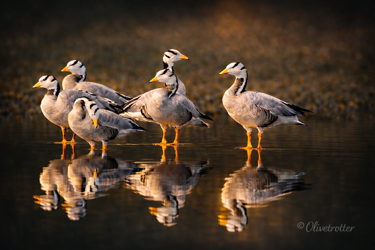 Luxury Corporate Retreat Near Chandigarh